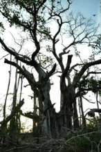 Roosting Site