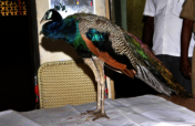 CONSERVATION OF NATIONAL BIRD OF INDIA
