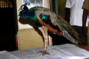 CONSERVATION OF NATIONAL BIRD OF INDIA