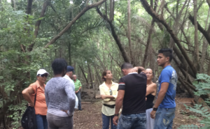 In the Guanabo Cuba Mangrove Forest