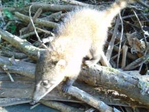 Bolivian jungle possum