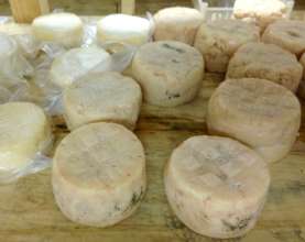 Goat cheese from the shepherd