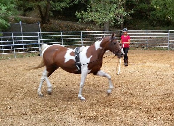 Help us protect a horse for life!