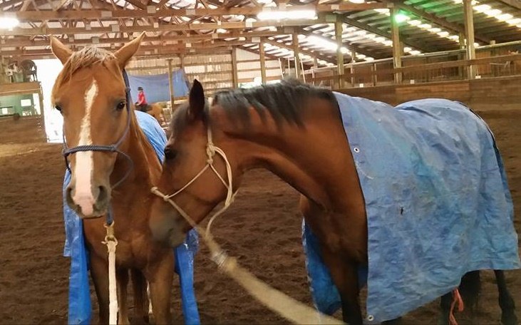 Help us protect a horse for life!