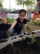 Planting Tomatoes