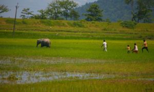 Elephant raiding crop fields in rural India