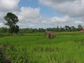 Elephant Crop Raiding