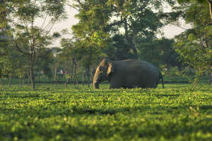 Elephant moving through Tea-garden PC: Avijan Saha