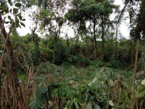 Overgrowth of tea bushes and weeds