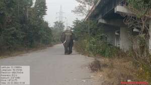 Elephant tusker spotted at NH7 underpass