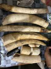 Ivory seized in the enforcement operation