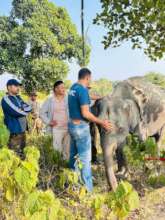 Young Ele treated for an embedded spike in head