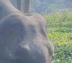 Elephant calf with the spike embedded.