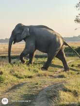 Adult elephant walks after eye injury treatment.