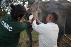 WTI vets treating the adult ele for an eye injury