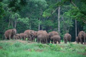 A herd of wild elephants in Dhenkanal