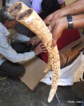 Entire tusks are often on sale