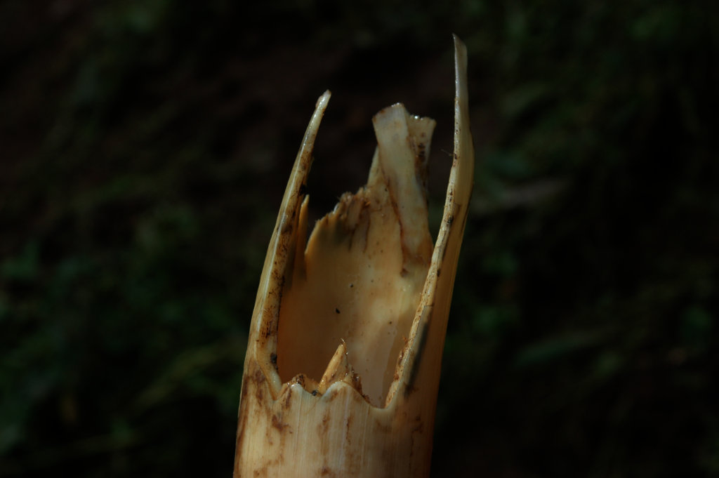 Help Save Elephants in India