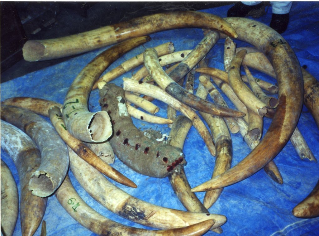 Help Save Elephants in India