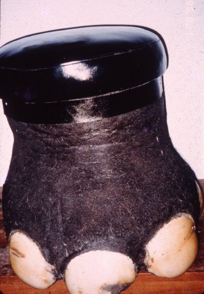 Help Save Elephants in India