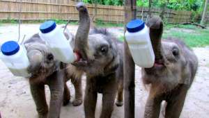 Rescued elephant calves feeding themselves!