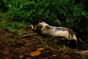 Tusker poached in July 2015