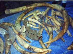 Seized artifacts made of carved ivory