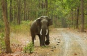 Help Save Elephants in India