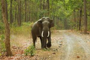 Help Save Elephants in India