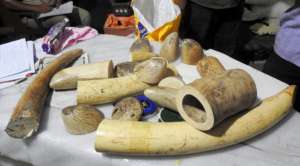 Raw ivory was also seized
