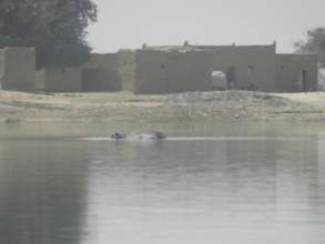Hippo appears as we arrive at Kakondji
