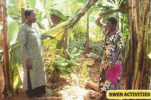 Banana plantation
