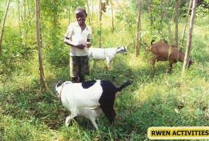 Henry with goats