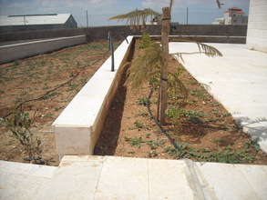 Palm tree and drip irrigation
