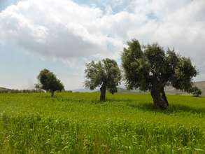 The old olive trees with wheat growing beneath