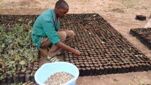 DNRC nursery staff planting moringa