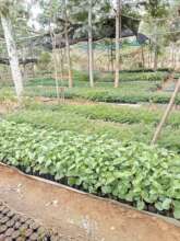 DNRC tree Nursery with Moringa seedlings