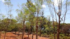 moringa trees in the farmers farms