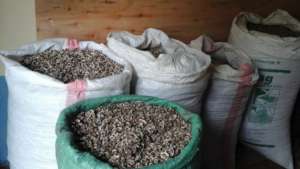 Moringa seeds brought from farmers for sale