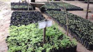 moringa seedlings in the nursery