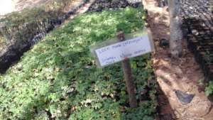 moringa tree seedlings in the nursery