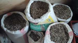 sourced moringa seeds