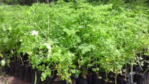 Moringa seedlings in the nursery