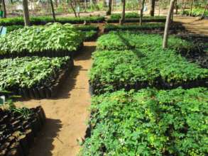 Moringa seedlings in DNRC nursery