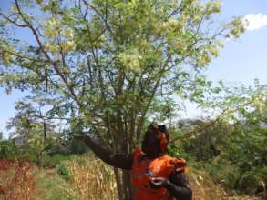 A farmer harvesting moringa leaves and seeds