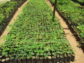 DNRC nursery with moringa seedlings