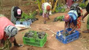 Farmers picking moringa seedlings and other spp