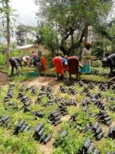 DNRC farmers picking moringa seedlings to plant