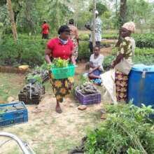 Farmers picking moringa seedlings at DNRC