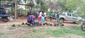 farmers picking moringa seedlings